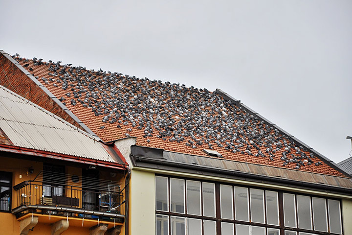 A2B Pest Control are able to install spikes to deter birds from roofs in Stourbridge. 