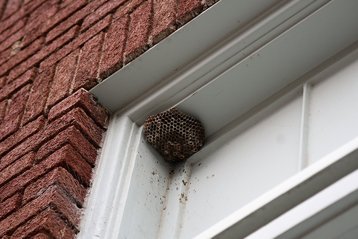 We provide a wasp nest removal service for domestic and commercial properties in Stourbridge.